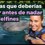 🐬 ¡Sumérgete en la increíble 🌊 experiencia con delfines! Descubre cómo pasar tiempo inolvidable junto a estos fascinantes animales